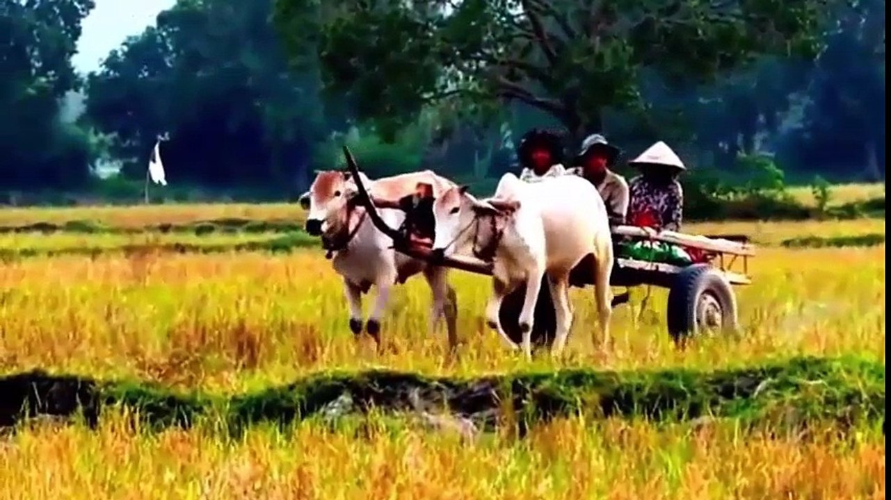 gọi trâu
