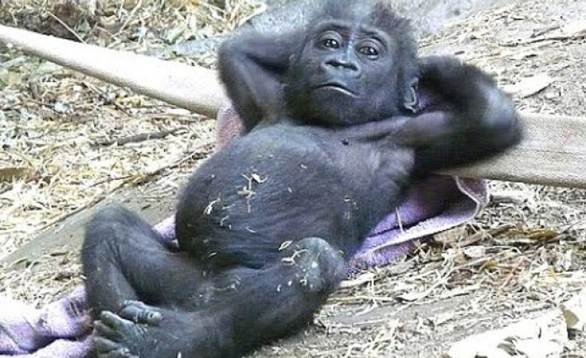 Funny Monkey Videos - A Funny Monkeys Compilation 2015