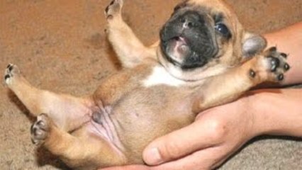 Cute Puppies - A Cute Puppy Videos Compilation 2015