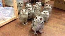 Owl - A Funny Owls And Cute Owls Compilation -- NEW