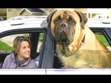 Top 10 Biggest Dogs In The World - With Funny Dog Videos By Breeds Compilation