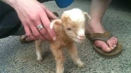 Cute Baby Goats - A Cute And Funny Baby Goats Compilation -- NEW HD