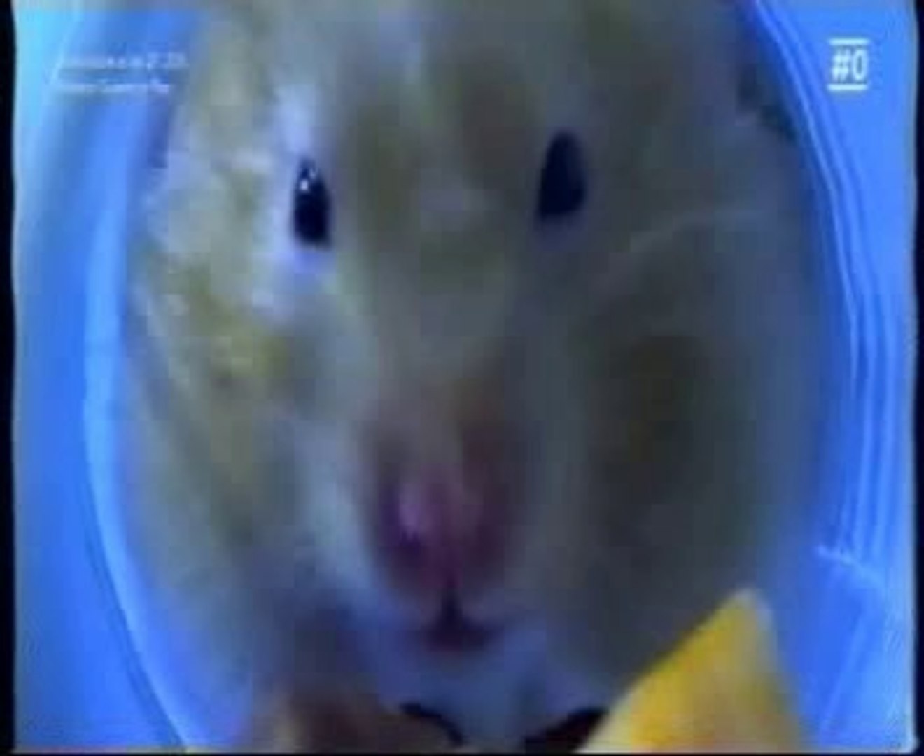⁣Hamsters: Vida nocturna
