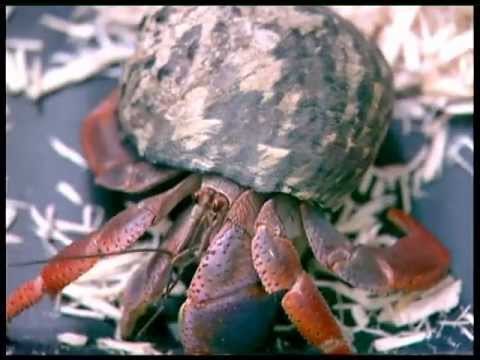 Spot 5 มหานิยม สุดยอดสัตว์แปลก OA140655