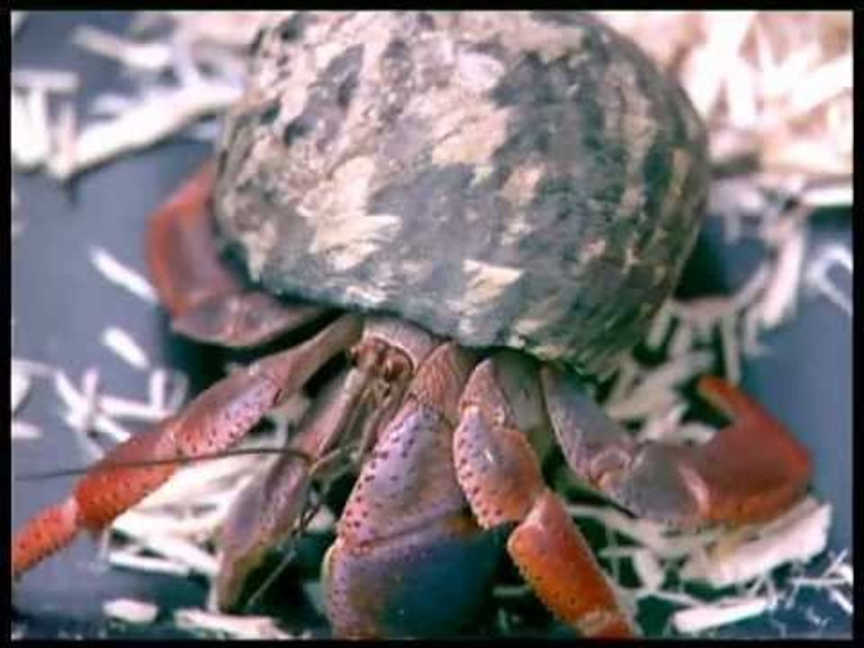 Spot 5 มหานิยม สุดยอดสัตว์แปลก OA140655