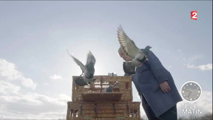 Sciences - La patrouille des pigeons à l’assaut de la pollution - 2016/05/11