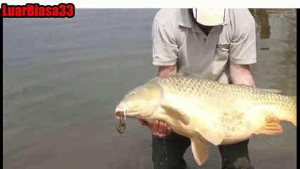 Ikan mas paling besar yang ada di muka bumi ~ Luar Biasa 33