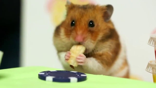 Перемен, мы ждем перемен