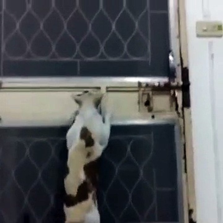 Claver Cat Funny Video
