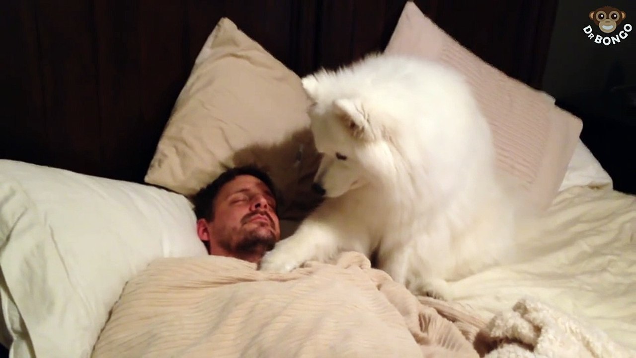 Dog alarm clock @ Dr Bongo