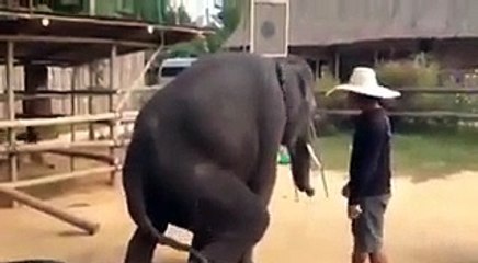 Elephants are dancing on song amazing: