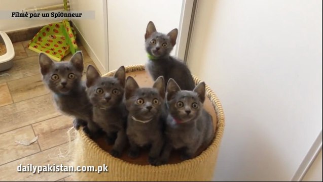 دنیا بھر سے سامنے آنے والی ویڈیوز،پارٹ 41