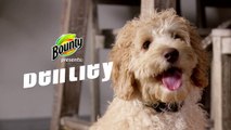 Bounty Paper Towels – Forgive Them Faster Bentley