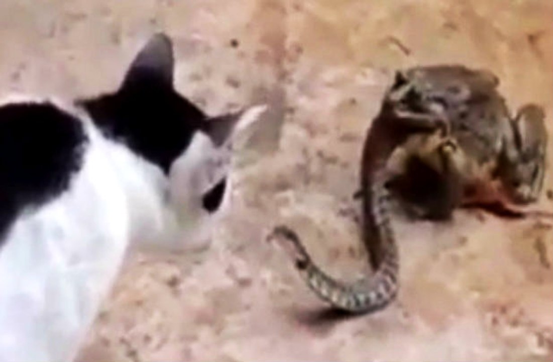 This Snake Is Way Too Bold