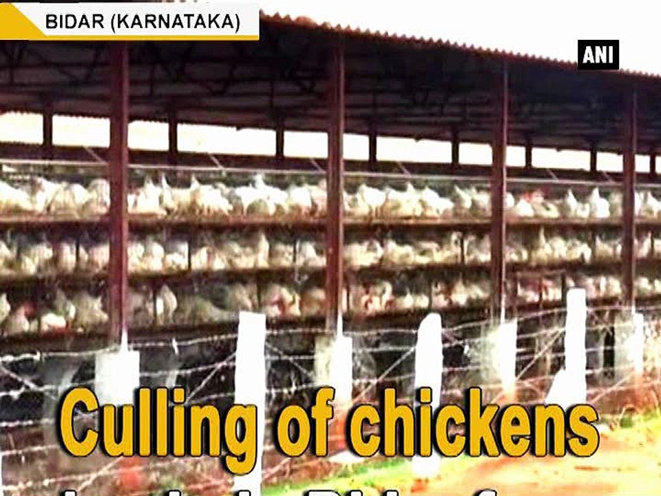 Culling of chickens begin in Bidar farm