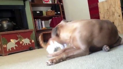 Questo è Ciò Che Succede Quando Un Gattino ‘Dispettoso’ Attacca Un Pit Bull !!