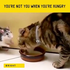 Animal behaviors wher they are hungry: