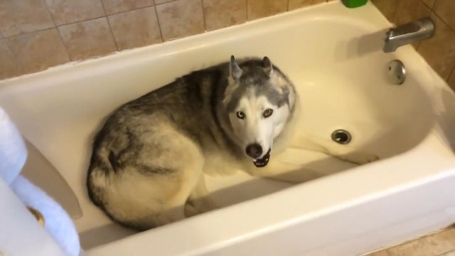 Stubborn Husky throws hilarious temper tantrum