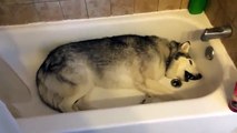 Ordina al cane di uscire dalla vasca, ma la sua reazione � davvero esilarante!