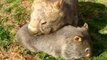 Mother and Baby Wombats Have a Special Bond