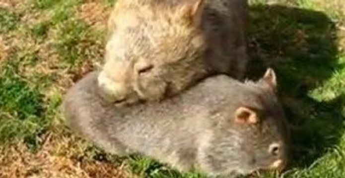 Mother and Baby Wombats Have a Special Bond
