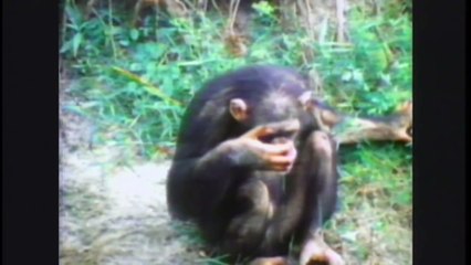 The chimps never forgot what this woman did. They were reunited after 18 years apart.