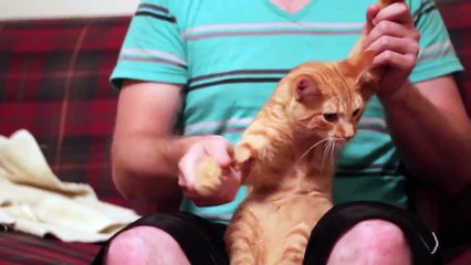 Cute Cat Dancing LIKE A PRO !!