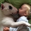cães e bebés