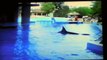 Someone Sneaked A Camera Into SeaWorld, And Filmed An Orca Doing The Most Disturbing Thing.