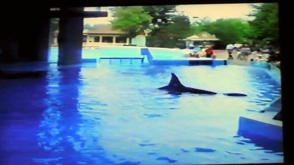 Someone Sneaked A Camera Into SeaWorld, And Filmed An Orca Doing The Most Disturbing Thing.
