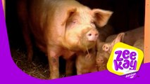 Babysitters | Big Barn Farm | ZeeKay Junior