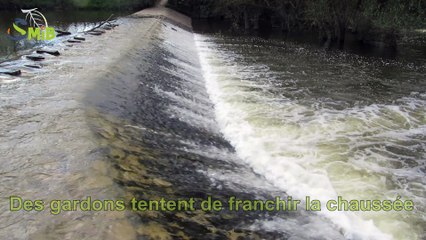 Gardons bloqués à Notre Dame du Marillais