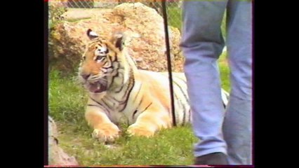 Vidéo Gags - Rémy Demantes et ses fauves