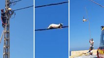 Tightroping cat defies firemen's awful rescue attempt