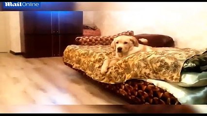 Voici certainement le chien le plus paresseux de tout l'Univers