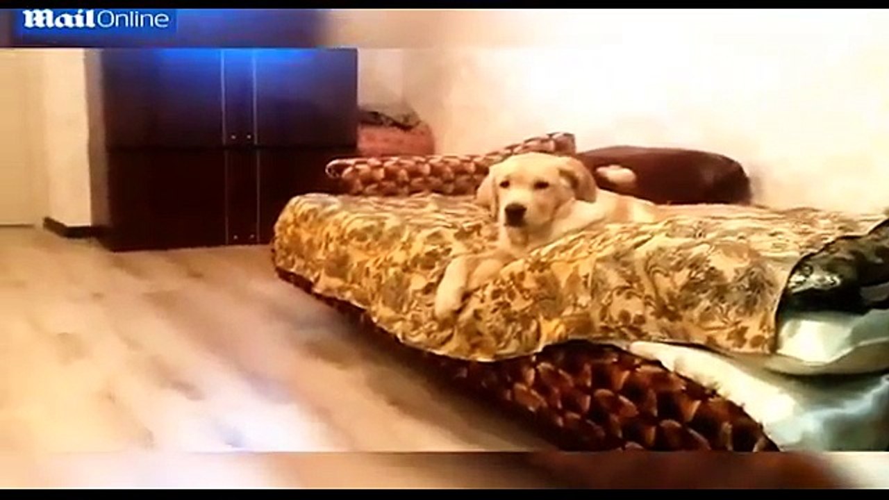 Voici certainement le chien le plus paresseux d...