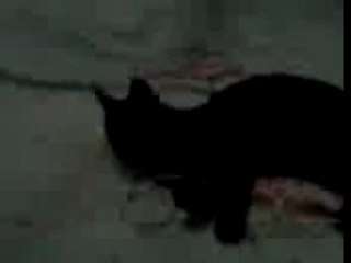 Psyko puki