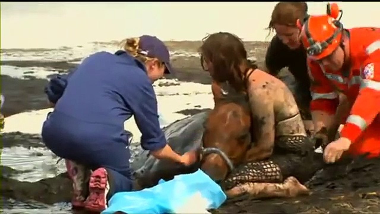 Horse Stuck In Mud Australia  Astro Rescued After Three-Hour Ordeal On Geelong Beach