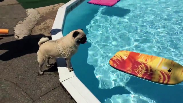 Ce petit chien fait du surf comme un pro
