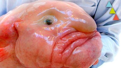 Los peces abisales más extraños