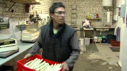 Les asperges: mauvaise année pour les producteurs