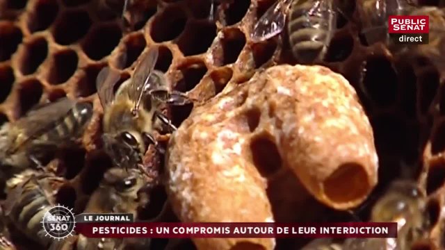 Biodiversité : Un compromis trouvé sur les néonicotinoïdes