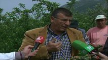 Dëmtohen mollët e Korçës - Top Channel Albania - News - Lajme