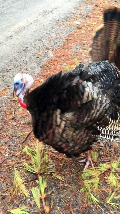 Une dinde sauvage court après un mec sans le lâcher !