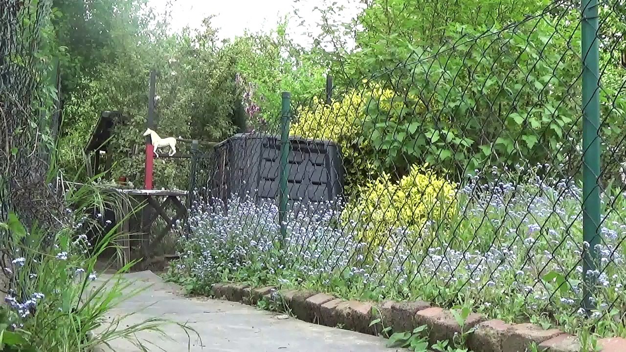 Laufenten rennen heim