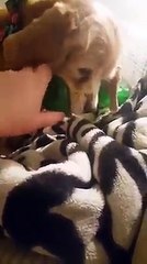 La sua famiglia se ne va con il cucciolo più giovane e lei inizia a piangere.