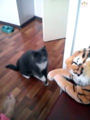 This cat really hates the toy tiger @ Dr Bongo