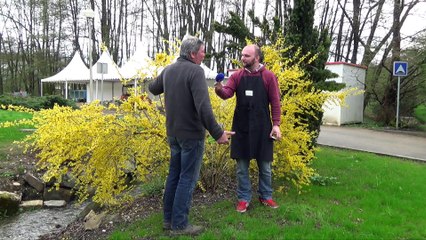 Les Experts jardin entretiennent leurs arbustes