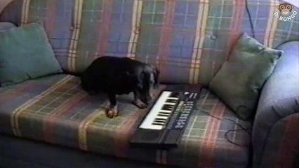 Very musical dog @ Dr Bongo