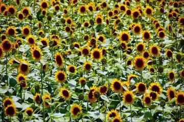 Blessed be Your name(夏)歌詞なし13.6.21